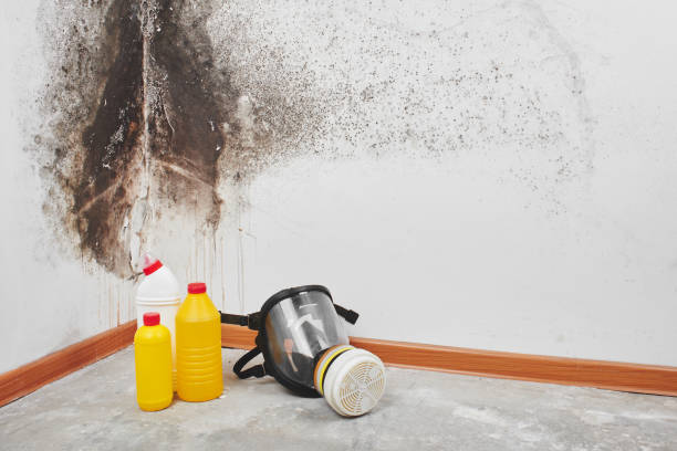 Best Black Mold Removal  in Perry Park, CO