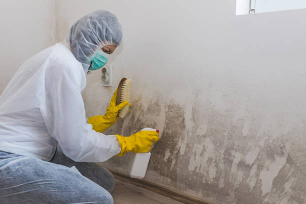 Best Certified Mold Removal  in Perry Park, CO