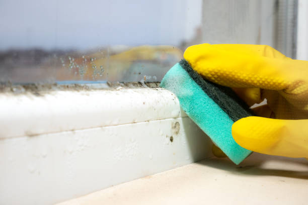 Mold Removal and Inspection