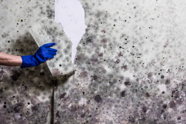 Best Crawl Space Mold Removal  in Perry Park, CO