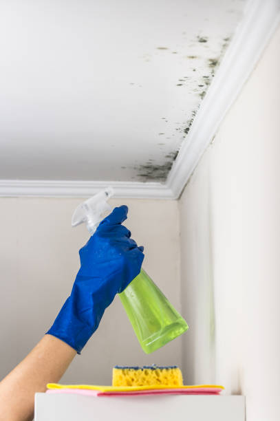 Best Black Mold Removal  in Perry Park, CO